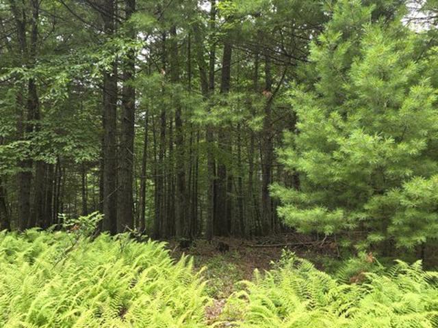 Land for sale in Beach Lake, Pennsylvania