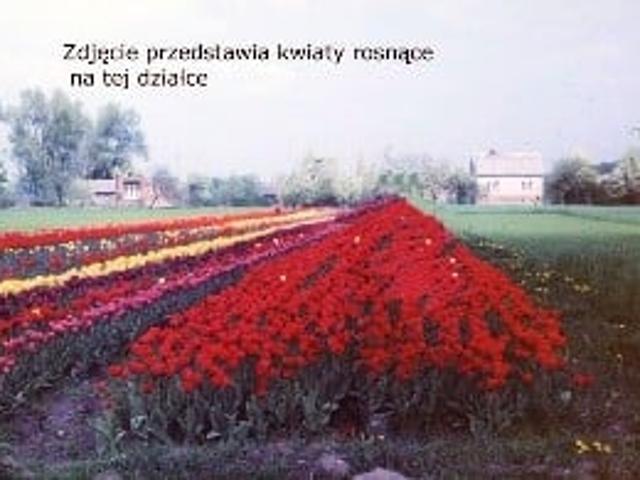 Grunt na sprzedaż w Maków, Łódzkie