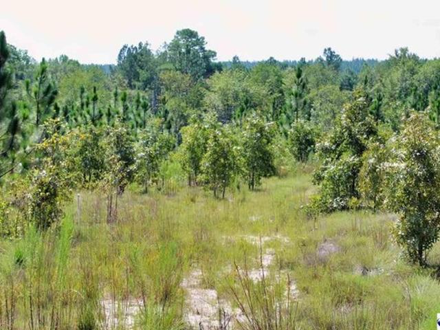 Land for sale in Patrick, South Carolina