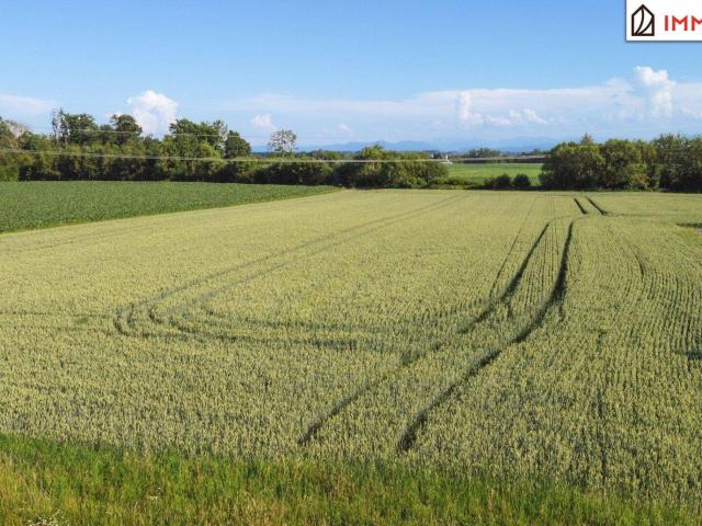 Immobilie kaufen in Buchkirchen, Oberösterreich