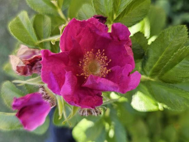 Haus kaufen in Spittal an der Drau, Kärnten