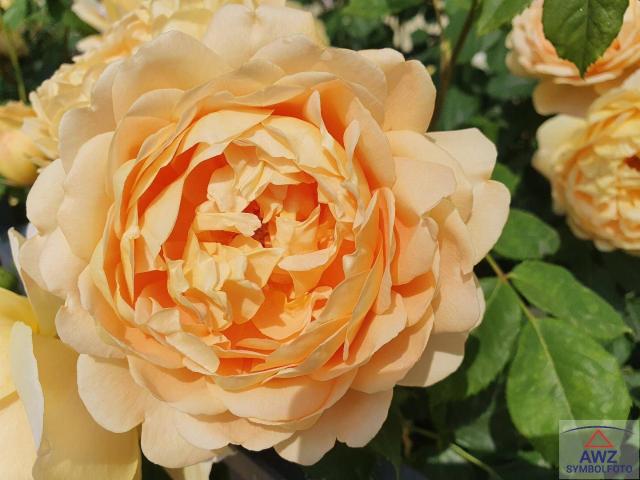 Haus kaufen in Judendorf-Straßengel, Kärnten