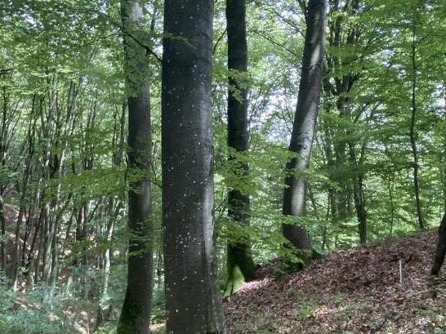 Haus kaufen in Jennersdorf, Burgenland
