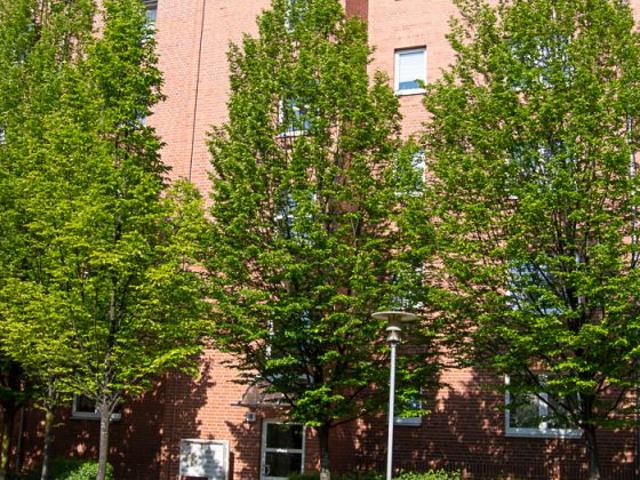 Wohnung mieten in Schloßchemnitz, Chemnitz