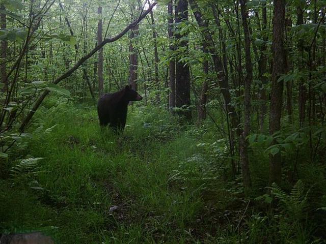 Land for sale in Minnesota