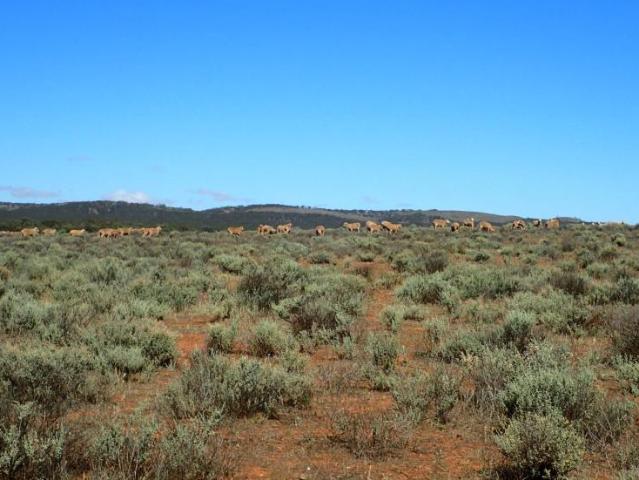 Land for sale in Goyder, South Australia