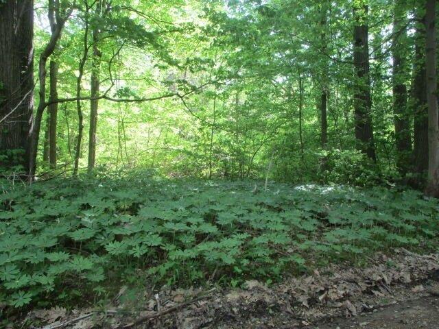 Land for sale in Coloma