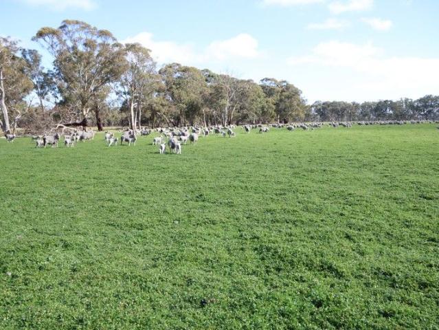 Acreage for sale in Naracoorte, South Australia