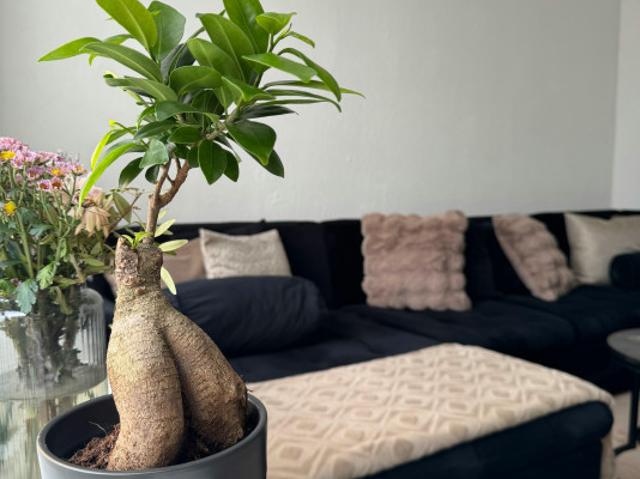 Woning te huur in Wold, Lelystad