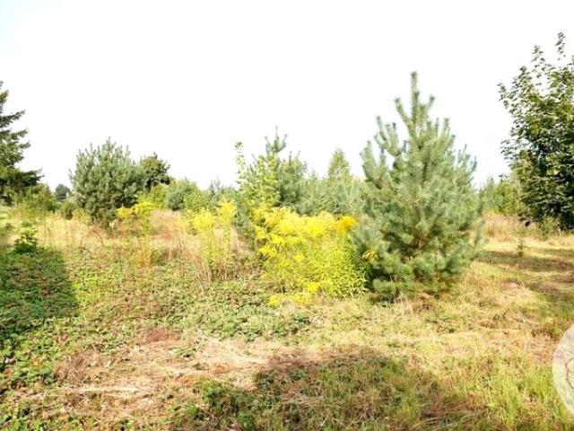 Grunt na sprzedaż w Witobel, Wielkopolskie