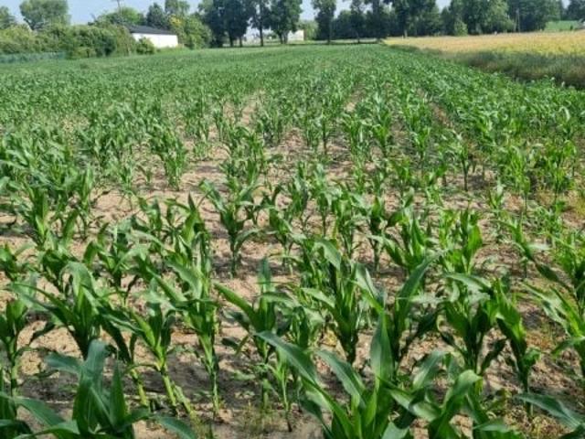 Grunt na sprzedaż w Tuszyn, Łódzkie