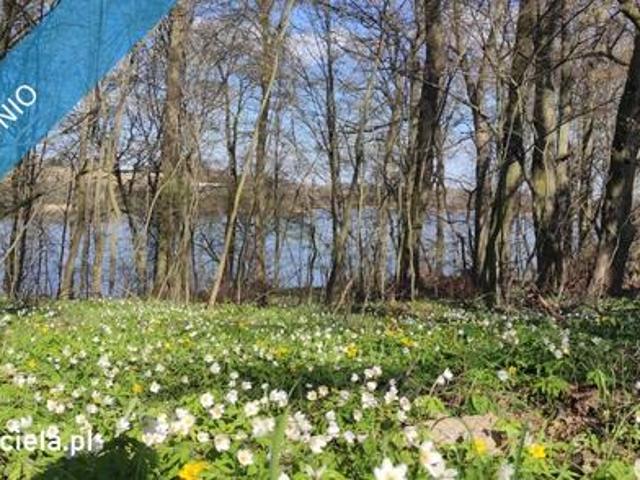 Grunt na sprzedaż w Brzuze, Kujawsko-pomorskie