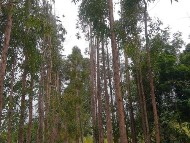 Sítio e chácara venda em Região Geográfica Imediata de Maringá, Sarandi