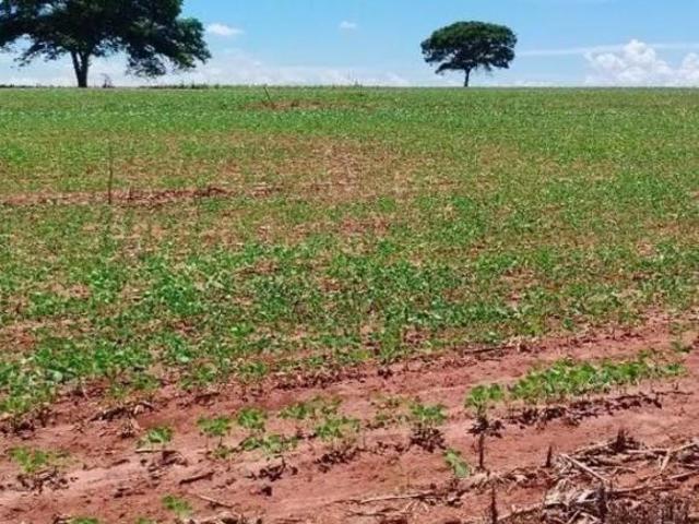 Sítio e chácara venda em Região Geográfica Imediata de Maringá, Maringá