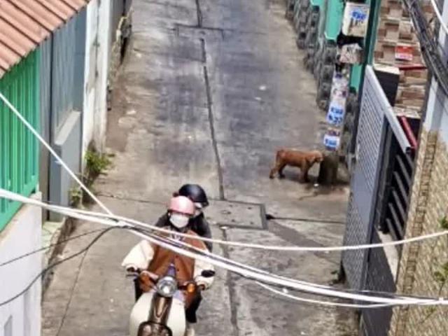 Nhà bán tại Thủ Đức, Hồ Chí Minh