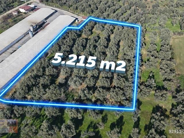 Tire, İzmir içerisinde satılık mülk