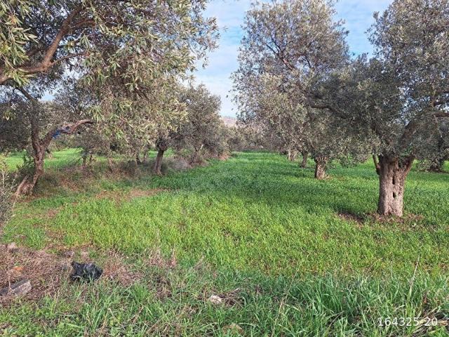 Bayindir, İzmir içerisinde satılık Arsa