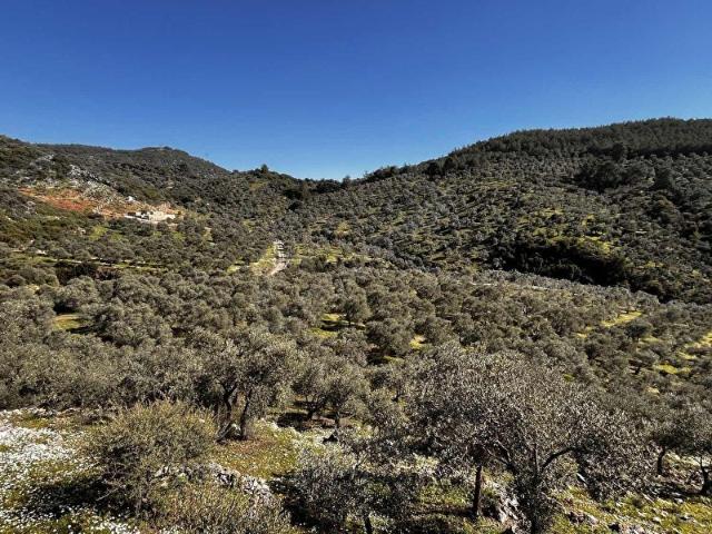Selçuk, İzmir içerisinde satılık mülk