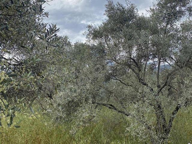 Köyceğiz, Muğla içerisinde satılık Arsa