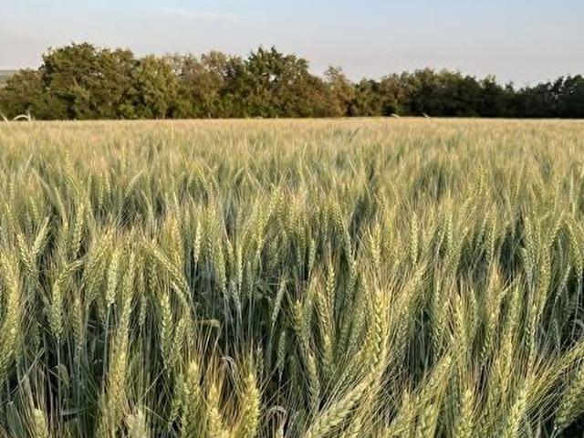 Polatli, Ankara içerisinde satılık Arsa