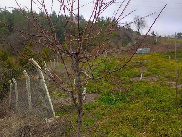 Gölpazari, Bilecik içerisinde satılık mülk