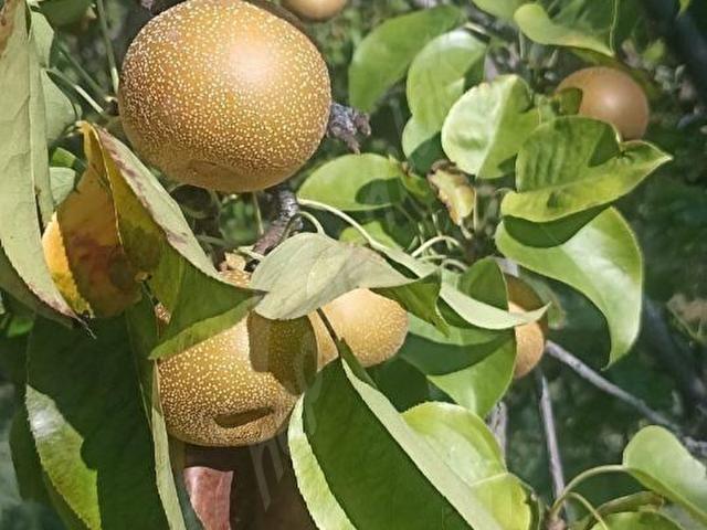 Yeşilhisar, Kayseri içerisinde satılık mülk