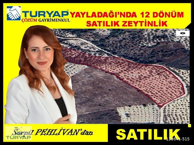 Arslanyazı, Yayladağı içerisinde satılık mülk