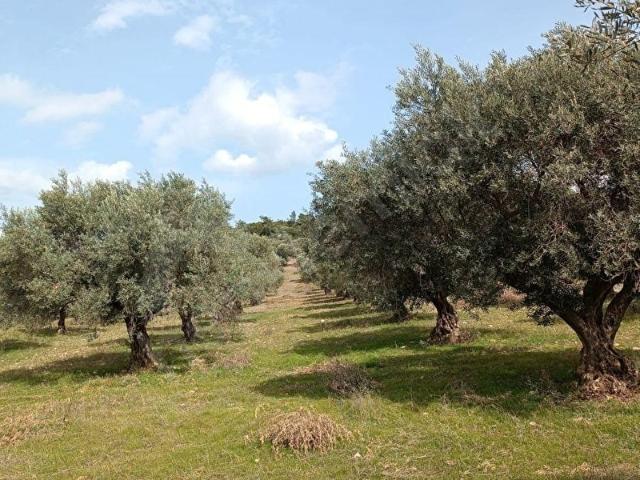 Torbali, İzmir içerisinde satılık mülk