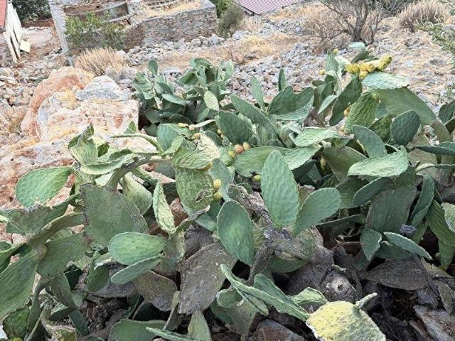 Datça, Muğla içerisinde satılık Arsa