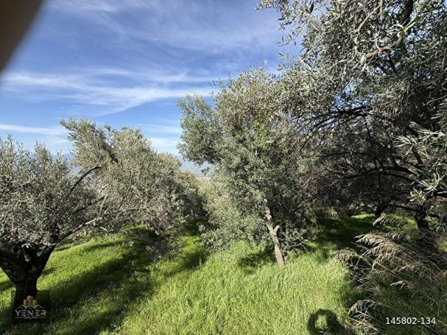 Tire, İzmir içerisinde satılık mülk