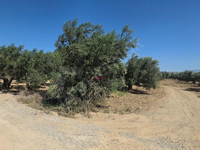 Zeytindağ Mahallesi, Bergama içerisinde satılık mülk