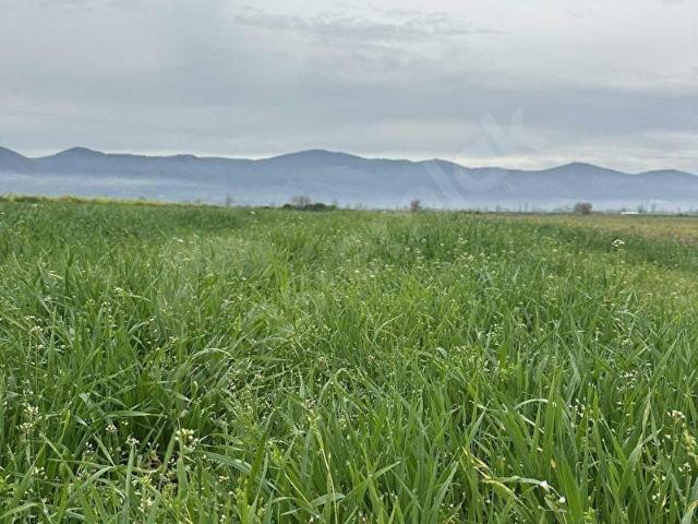 Bayindir, İzmir içerisinde satılık Arsa
