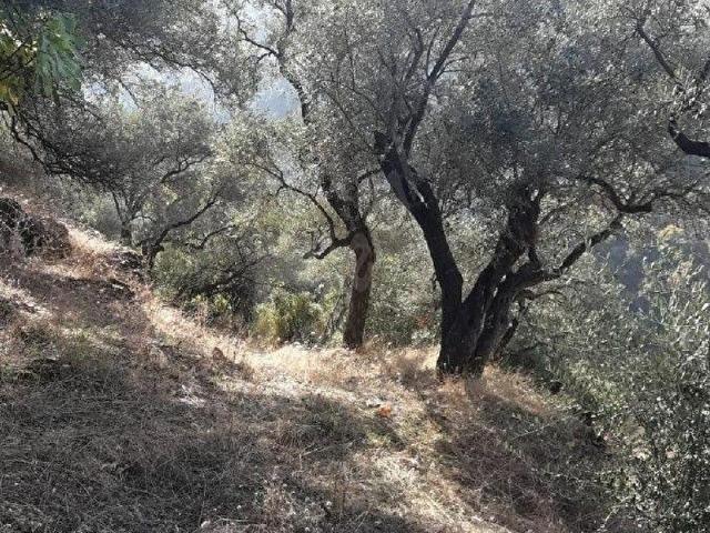 Tire, İzmir içerisinde satılık mülk