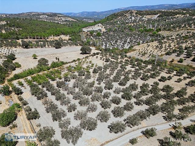 Bergama, İzmir içerisinde satılık mülk