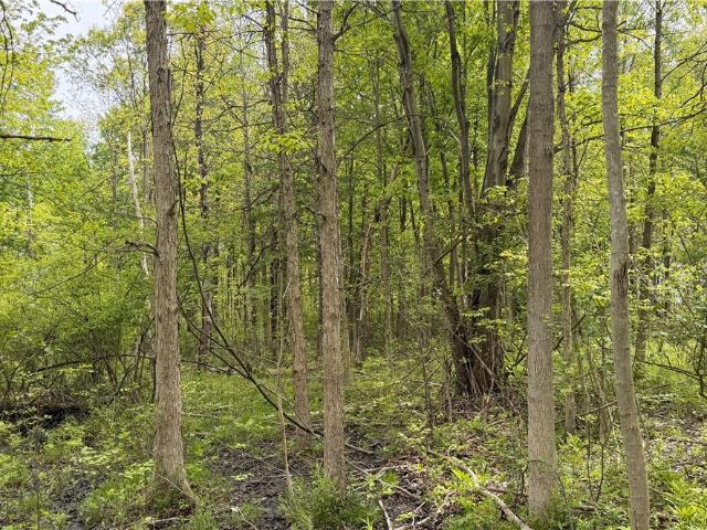 Land for sale in Vienna, Ohio