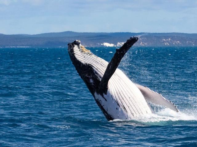 Land for sale in Great Sandy Strait, Queensland