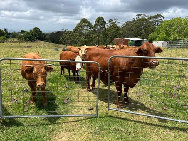 Cottage for sale in Toombul, Queensland