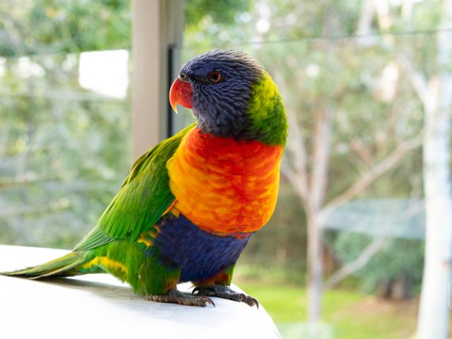 Apartment for sale in Nelson Bay, New South Wales