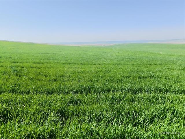 Sorgun, Yozgat içerisinde satılık Arsa