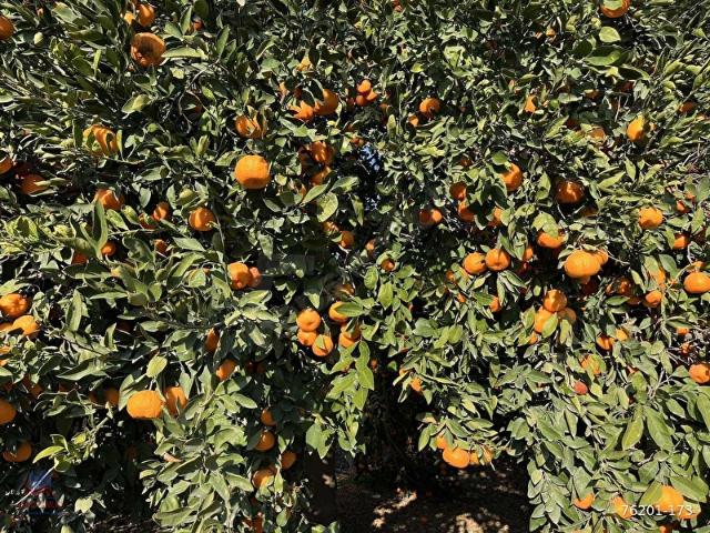 Akdeniz, Mersin içerisinde satılık mülk