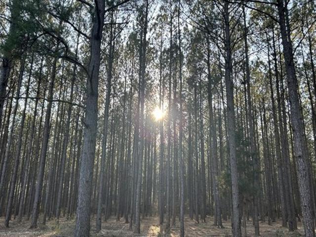 Land for sale in Laurel Hill, Florida