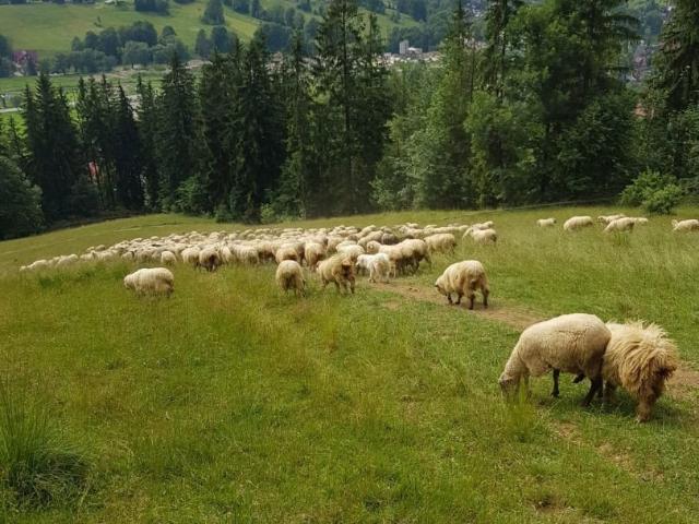Grunt na sprzedaż w Zakopane, Małopolskie