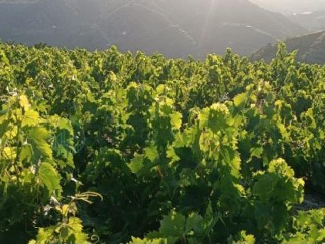 Local Comercial en venta en La Axarquía, Andalucía