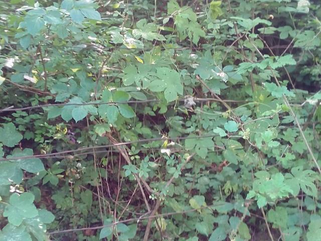 Участок аренда в Черновцах, Черновицкой области