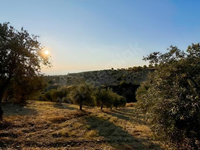 Sarnıç, Akhisar içerisinde satılık Arsa