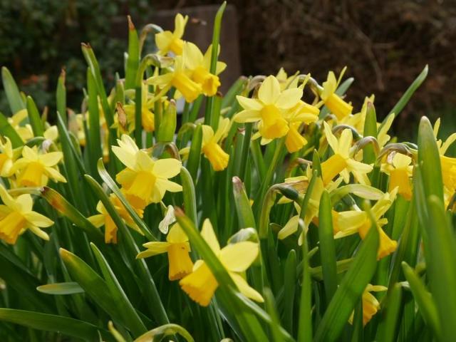 Haus kaufen in Biblis, Hessen