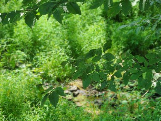 Land for sale in Boonsboro, Maryland