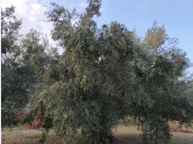 Terreno en venta en Puente Jontoya, Jaén