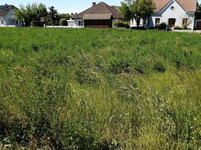 Gewerbe kaufen in Katastralgemeinde Höbersdorf, Sierndorf