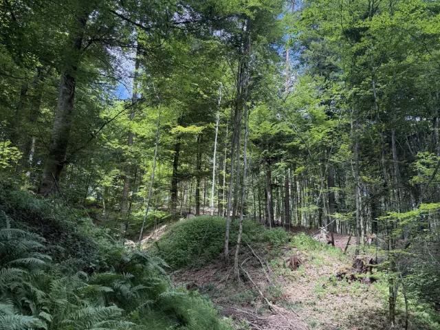 Grundstück kaufen in St. Ruprecht an der Raab, Steiermark